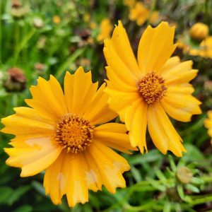 Coreopsis auriculata, Lobed Tickseed, Early Coreopsis, Eared Coreopsis, Ear-Leaved Tickseed, Dwarf Tickseed, Drought tolerant plants, dry soil plants, heat tolerant plants, humidity tolerant plants, yellow flowers