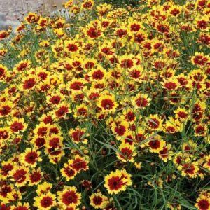 Coreopsis Verticillata 'Bengal Tiger', Coreopsis Bengal Tiger, Tickseed Bengal Tiger, Threadleaf Coreopsis Bengal Tiger, Whorled Coreopsis Bengal Tiger, Drought tolerant plants, Bicolored Coreopsis, Red Flowers