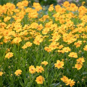 Coreopsis Grandiflora, Common Coreopsis, Large Flower Tickseed, Largeflower Tickseed, Tickseed, Drought tolerant plants, dry soil plants, heat tolerant plants, humidity tolerant plants, yellow flowers