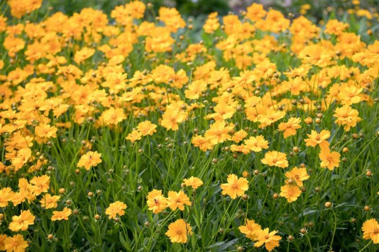Coreopsis Grandiflora, Common Coreopsis, Large Flower Tickseed, Largeflower Tickseed, Tickseed, Drought tolerant plants, dry soil plants, heat tolerant plants, humidity tolerant plants, yellow flowers