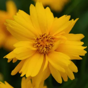 Coreopsis Grandiflora 'Sun Up', Coreopsis Sun Up, Tickseed Sun Up, Drought tolerant plants, dry soil plants, heat tolerant plants, humidity tolerant plants, yellow flowers
