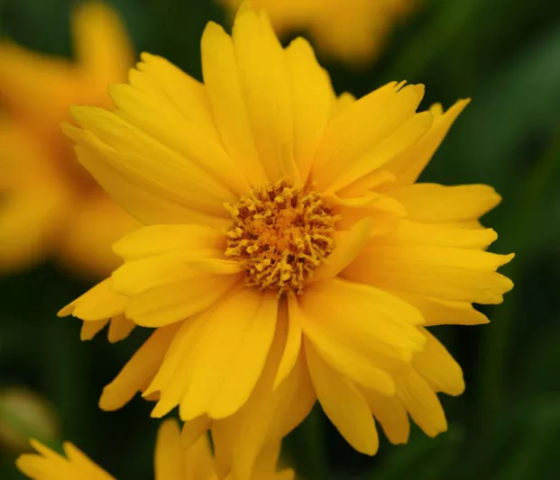 Coreopsis Grandiflora 'Sun Up', Coreopsis Sun Up, Tickseed Sun Up, Drought tolerant plants, dry soil plants, heat tolerant plants, humidity tolerant plants, yellow flowers