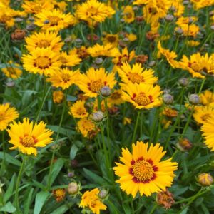 Coreopsis Grandiflora 'Baby Sun', Coreopsis Baby Sun, Tickseed Baby Sun, Drought tolerant plants, dry soil plants, heat tolerant plants, humidity tolerant plants, yellow flowers