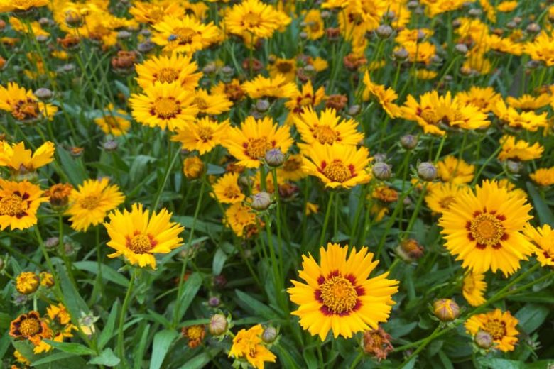 Coreopsis Grandiflora 'Baby Sun', Coreopsis Baby Sun, Tickseed Baby Sun, Drought tolerant plants, dry soil plants, heat tolerant plants, humidity tolerant plants, yellow flowers
