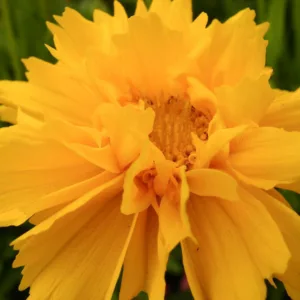 Coreopsis Grandiflora 'Early Sunrise', Coreopsis Early Sunrise, Tickseed Early Sunrise, Drought tolerant plants, dry soil plants, heat tolerant plants, humidity tolerant plants, yellow flowers