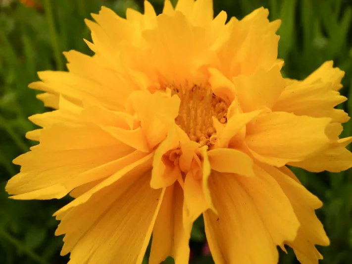 Coreopsis Grandiflora 'Early Sunrise', Coreopsis Early Sunrise, Tickseed Early Sunrise, Drought tolerant plants, dry soil plants, heat tolerant plants, humidity tolerant plants, yellow flowers