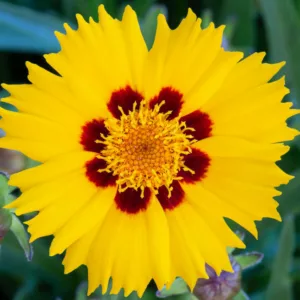 Coreopsis Grandiflora 'Sunfire', Coreopsis Sunfire, Tickseed Sunfire, Drought tolerant plants, dry soil plants, heat tolerant plants, humidity tolerant plants, yellow flowers