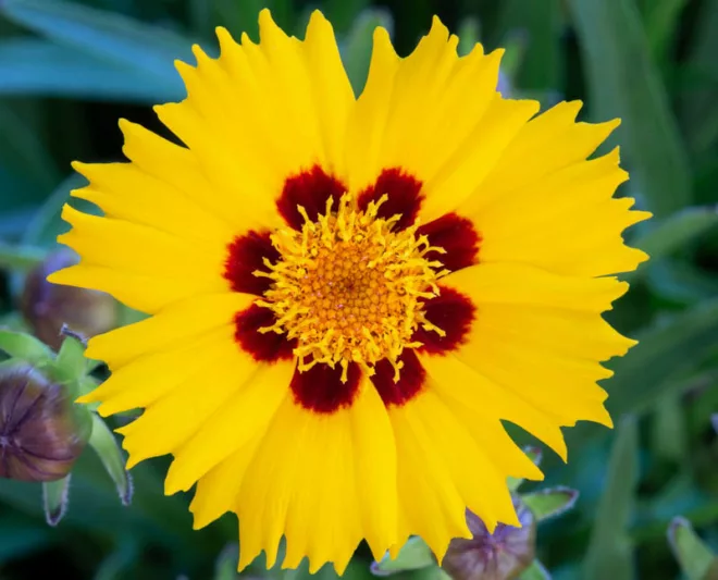Coreopsis Grandiflora 'Sunfire', Coreopsis Sunfire, Tickseed Sunfire, Drought tolerant plants, dry soil plants, heat tolerant plants, humidity tolerant plants, yellow flowers