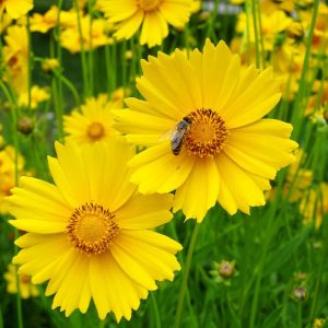 Coreopsis lanceolata, Lanceleaf Coreopsis, Lance-leaved Coreopsis, Lanceleaf Tickseed, Sand Coreopsis, Drought tolerant plants, dry soil plants, heat tolerant plants, humidity tolerant plants, yellow flowers