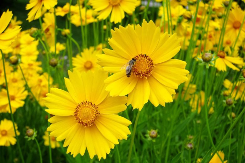 Coreopsis lanceolata, Lanceleaf Coreopsis, Lance-leaved Coreopsis, Lanceleaf Tickseed, Sand Coreopsis, Drought tolerant plants, dry soil plants, heat tolerant plants, humidity tolerant plants, yellow flowers