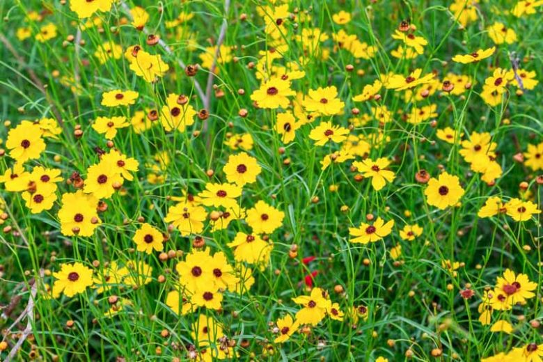 Coreopsis leavenworthii, Common Tickseed, Leavenworth's Tickseed, Coreopsis angustata, Drought tolerant plants, dry soil plants, heat tolerant plants, humidity tolerant plants, yellow flowers
