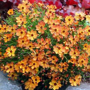 Coreopsis Mango Punch, Tickseed Mango Punch, Mango Punch Coreopsis, Mango Punch Tickseed, Drought tolerant plants, dry soil plants, heat tolerant plants, humidity tolerant plants, orange flowers