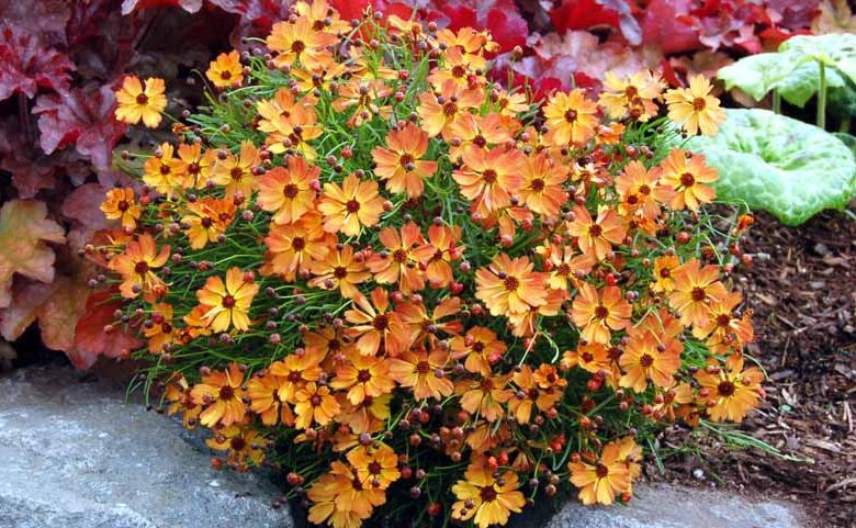 Coreopsis Mango Punch, Tickseed Mango Punch, Mango Punch Coreopsis, Mango Punch Tickseed, Drought tolerant plants, dry soil plants, heat tolerant plants, humidity tolerant plants, orange flowers