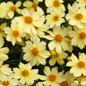 Coreopsis Moonlight, Tickseed Moonlight, Drought tolerant plants, dry soil plants, heat tolerant plants, humidity tolerant plants, yellow flowers