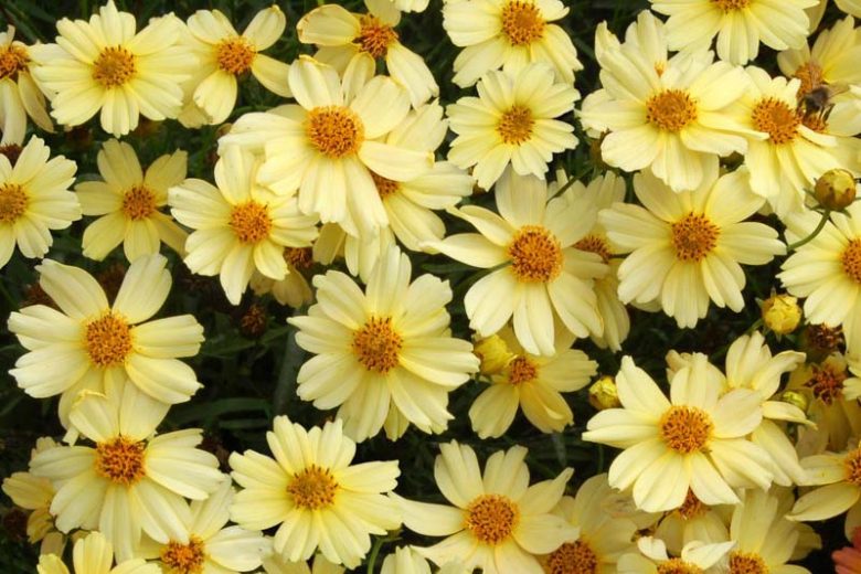 Coreopsis Moonlight, Tickseed Moonlight, Drought tolerant plants, dry soil plants, heat tolerant plants, humidity tolerant plants, yellow flowers