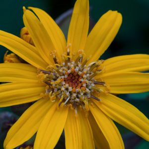 Coreopsis palmata, Stiff Tickseed, Stiff Coreopsis, Finger Coreopsis, Drought tolerant plants, dry soil plants, heat tolerant plants, humidity tolerant plants, yellow flowers