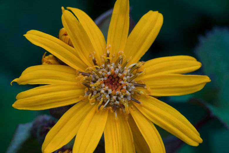 Coreopsis palmata, Stiff Tickseed, Stiff Coreopsis, Finger Coreopsis, Drought tolerant plants, dry soil plants, heat tolerant plants, humidity tolerant plants, yellow flowers