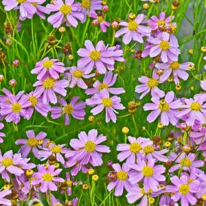 Coreopsis Rosea, Pink Coreopsis, Pink Tickseed, Rose Tickseed