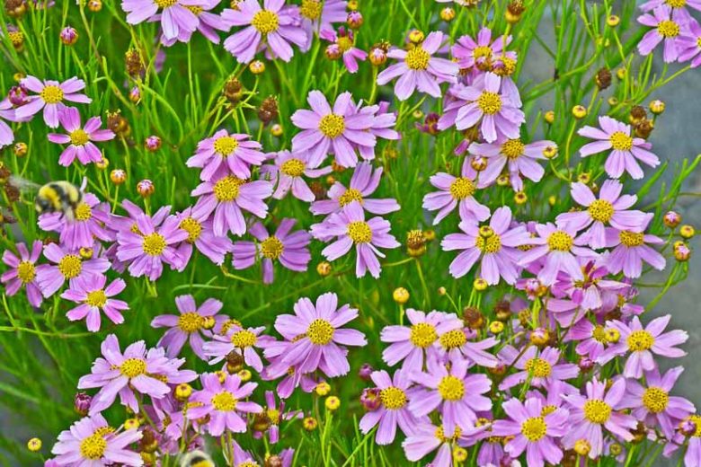 Coreopsis Rosea, Pink Coreopsis, Pink Tickseed, Rose Tickseed
