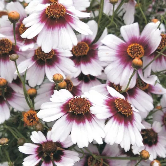 Coreopsis Rosea 'Sweet Dreams', Coreopsis Sweet Dreams, Pink Tickseed Sweet Dreams, Pink Coreopsis Sweet Dreams