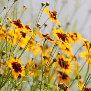 Coreopsis tinctoria, Dyer's Tickseed, Nuttal Weed, Plains Coreopsis, Golden Tickseed, Goldenwave, Calliopsis, Drought tolerant plants, dry soil plants, heat tolerant plants, humidity tolerant plants, yellow flowers