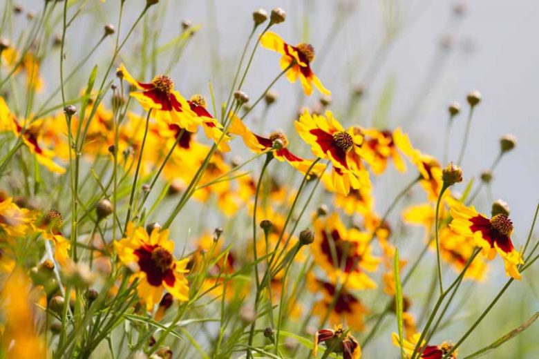 Coreopsis tinctoria, Dyer's Tickseed, Nuttal Weed, Plains Coreopsis, Golden Tickseed, Goldenwave, Calliopsis, Drought tolerant plants, dry soil plants, heat tolerant plants, humidity tolerant plants, yellow flowers