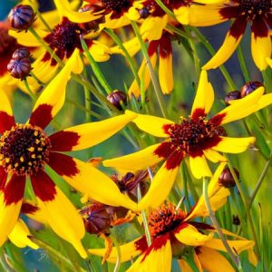 Coreopsis tinctoria 'Mardi Gras', Tickseed 'Mardi Gras', Drought tolerant plants, dry soil plants, heat tolerant plants, humidity tolerant plants, yellow flowers