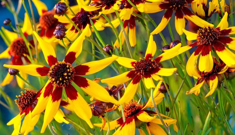 Coreopsis tinctoria 'Mardi Gras', Tickseed 'Mardi Gras', Drought tolerant plants, dry soil plants, heat tolerant plants, humidity tolerant plants, yellow flowers