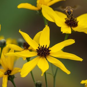 Coreopsis tripteris, Tall Tickseed, Tall Coreopsis, Drought tolerant plants, dry soil plants, heat tolerant plants, humidity tolerant plants, yellow flowers