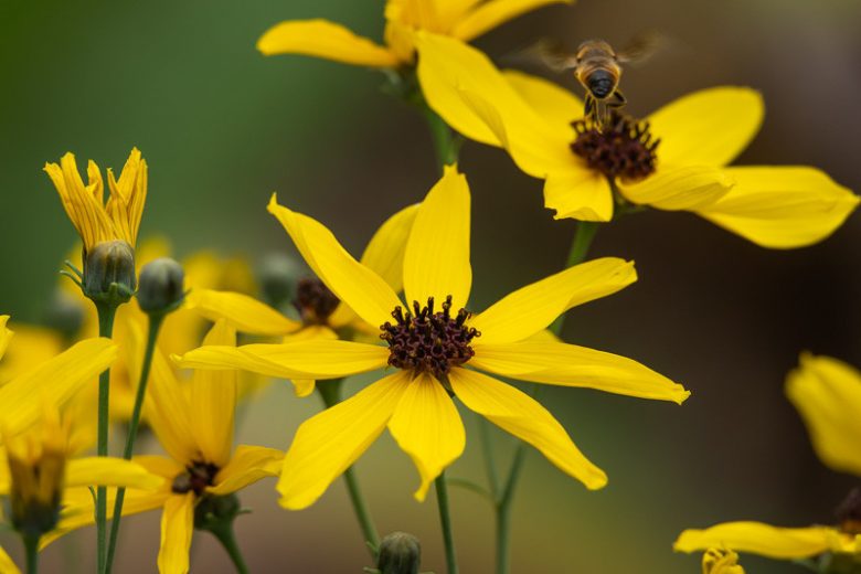 Coreopsis tripteris, Tall Tickseed, Tall Coreopsis, Drought tolerant plants, dry soil plants, heat tolerant plants, humidity tolerant plants, yellow flowers