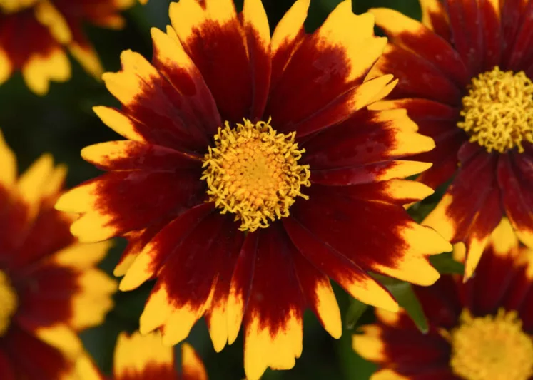 Coreopsis UPTICK™ Red,  Coreopsis 'Baluptred', UPTICK™ Series, Drought tolerant plants, bicolor coreopsis