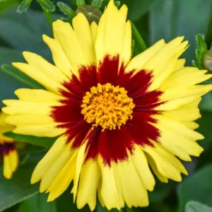 Coreopsis UPTICK™ Yellow and Red,  Tickseed UPTICK™ Yellow & Red, Coreopsis 'Baluptowed', UPTICK™ Series, Drought tolerant plants, bicolor coreopsis