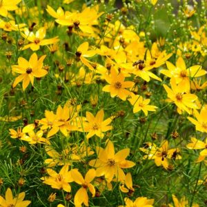 Coreopsis Verticillata, Threadleaf Coreopsis, Whorled Tickseed, Whorled Coreopsis, Drought tolerant plants, dry soil plants, heat tolerant plants, humidity tolerant plants, yellow flowers