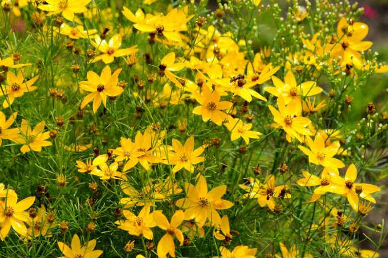 Coreopsis Verticillata, Threadleaf Coreopsis, Whorled Tickseed, Whorled Coreopsis, Drought tolerant plants, dry soil plants, heat tolerant plants, humidity tolerant plants, yellow flowers