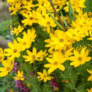 Coreopsis Verticillata 'Zagreb', Coreopsis Zagreb, Tickseed Zagreb, Threadleaf Coreopsis Zagreb, Whorled Coreopsis Zagreb, Drought tolerant plants, dry soil plants, heat tolerant plants, humidity tolerant plants, yellow flowers