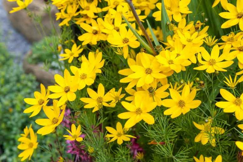 Coreopsis Verticillata 'Zagreb', Coreopsis Zagreb, Tickseed Zagreb, Threadleaf Coreopsis Zagreb, Whorled Coreopsis Zagreb, Drought tolerant plants, dry soil plants, heat tolerant plants, humidity tolerant plants, yellow flowers