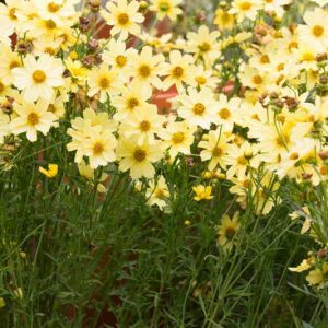 Coreopsis VerticillataCreme Brulee,  Coreopsis Creme Brulee, Tickseed Creme Brulee, Threadleaf Coreopsis Creme Brulee, Whorled Coreopsis Creme Brulee, Drought tolerant plants, dry soil plants, heat tolerant plants, humidity tolerant plants, yellow flowers