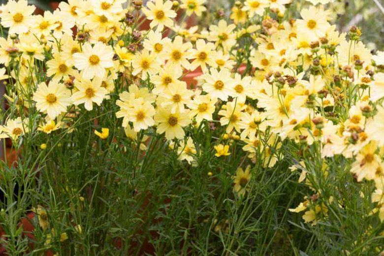 Coreopsis VerticillataCreme Brulee,  Coreopsis Creme Brulee, Tickseed Creme Brulee, Threadleaf Coreopsis Creme Brulee, Whorled Coreopsis Creme Brulee, Drought tolerant plants, dry soil plants, heat tolerant plants, humidity tolerant plants, yellow flowers