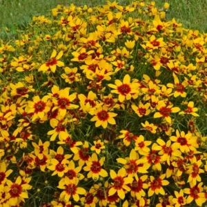 Coreopsis Verticillata 'Curry Up', Threadleaf Coreopsis 'Curry Up', Whorled Coreopsis 'Curry Up', Coreopsis 'Curry Up', Tickseed 'Curry Up', Sizzle & Spice Series, Drought tolerant plants, Yellow Coreopsis, Yellow Flowers