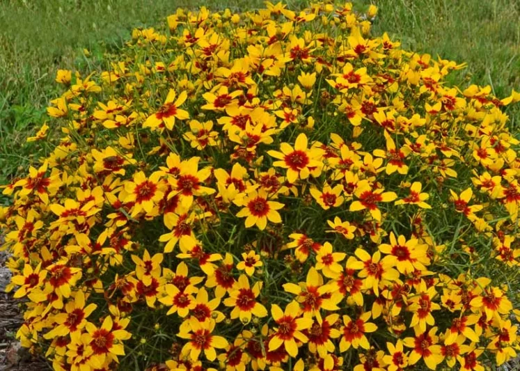Coreopsis Verticillata 'Curry Up', Threadleaf Coreopsis 'Curry Up', Whorled Coreopsis 'Curry Up', Coreopsis 'Curry Up', Tickseed 'Curry Up', Sizzle & Spice Series, Drought tolerant plants, Yellow Coreopsis, Yellow Flowers