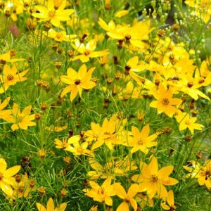 Coreopsis Verticillata 'Grandiflora', Coreopsis Grandiflora, Tickseed Grandiflora, Threadleaf Coreopsis Grandiflora, Whorled Coreopsis Grandiflora, Coreopsis verticillata 'Golden Shower', Drought tolerant plants, dry soil plants, heat tolerant plants, humidity tolerant plants, yellow flowers