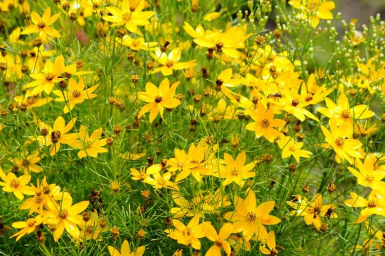 Coreopsis Verticillata 'Grandiflora', Coreopsis Grandiflora, Tickseed Grandiflora, Threadleaf Coreopsis Grandiflora, Whorled Coreopsis Grandiflora, Coreopsis verticillata 'Golden Shower', Drought tolerant plants, dry soil plants, heat tolerant plants, humidity tolerant plants, yellow flowers