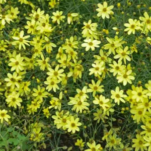 Coreopsis Verticillata 'Moonbeam', Coreopsis Moonbeam, Tickseed Moonbeam, Threadleaf Coreopsis Moonbeam, Whorled Coreopsis Moonbeam, Drought tolerant plants, dry soil plants, heat tolerant plants, humidity tolerant plants, yellow flowers