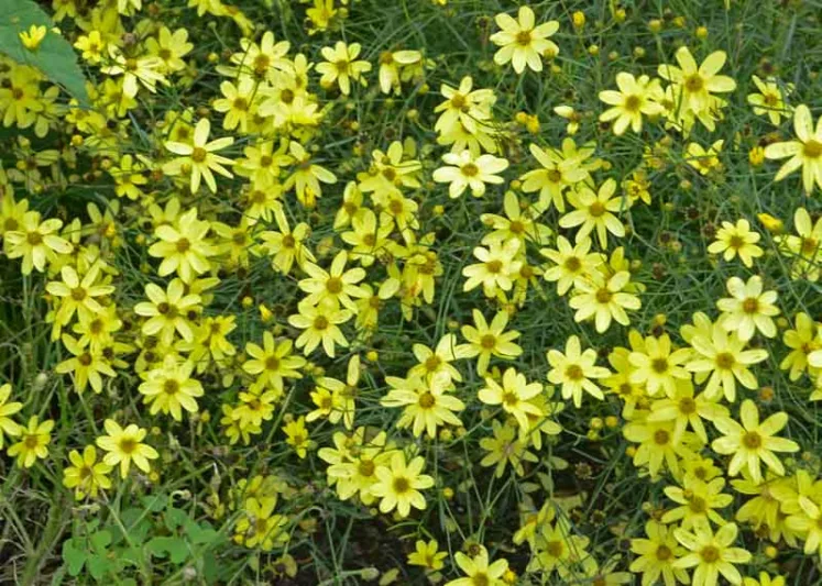 Coreopsis Verticillata 'Moonbeam', Coreopsis Moonbeam, Tickseed Moonbeam, Threadleaf Coreopsis Moonbeam, Whorled Coreopsis Moonbeam, Drought tolerant plants, dry soil plants, heat tolerant plants, humidity tolerant plants, yellow flowers