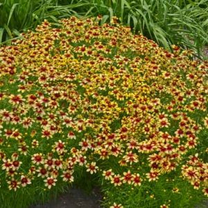 Coreopsis Verticillata 'Route 66', Coreopsis Route 66, Cruizin series, Tickseed Route 66, Threadleaf Coreopsis Route 66, Whorled Coreopsis Route 66, Drought tolerant plants, Bicolored Coreopsis,, Bicolored Flowers