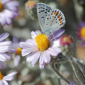 Corethrogyne filaginifolia, Common Sandaster, California Aster, Lessingia filaginifolia, Pink flowers, Pink Groundcovers, Mediterranean Plants, California Native Plants