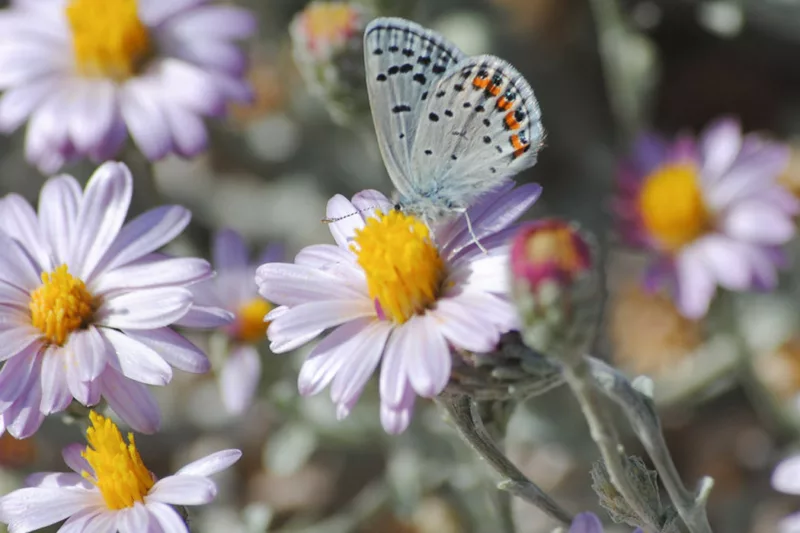 Corethrogyne filaginifolia, Common Sandaster, California Aster, Lessingia filaginifolia, Pink flowers, Pink Groundcovers, Mediterranean Plants, California Native Plants