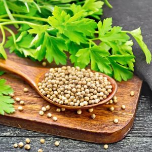 Coriandrum sativum, Coriander, Chinese Parsley, Cilantro, Companion Planting, Culinary Herb, Kitchen Garden
