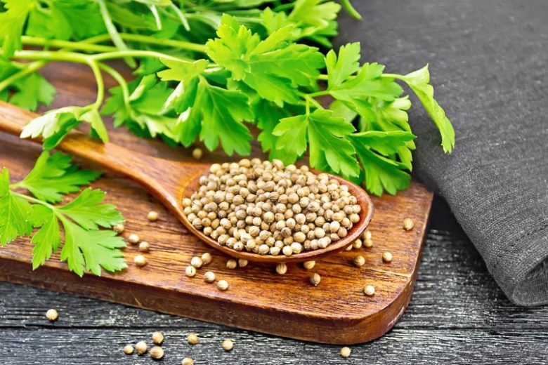 Coriandrum sativum, Coriander, Chinese Parsley, Cilantro, Companion Planting, Culinary Herb, Kitchen Garden