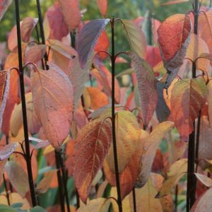 Cornus Alba Kesselringii, Tatarian Dogwood 'Kesselringii', Red-Barked Dogwood 'Kesselringii', White Dogwood 'Kesselringii', Siberian Dogwood 'Kesselringii', Deciduous Shrubs, Foliage, Fall color, Winter color, Purple Bark, Black Bark